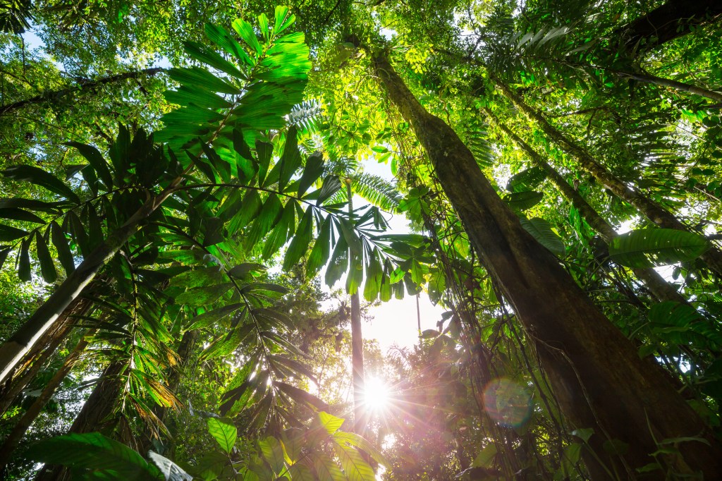 Sunlight filtering through dense tropical rainforest canopy.